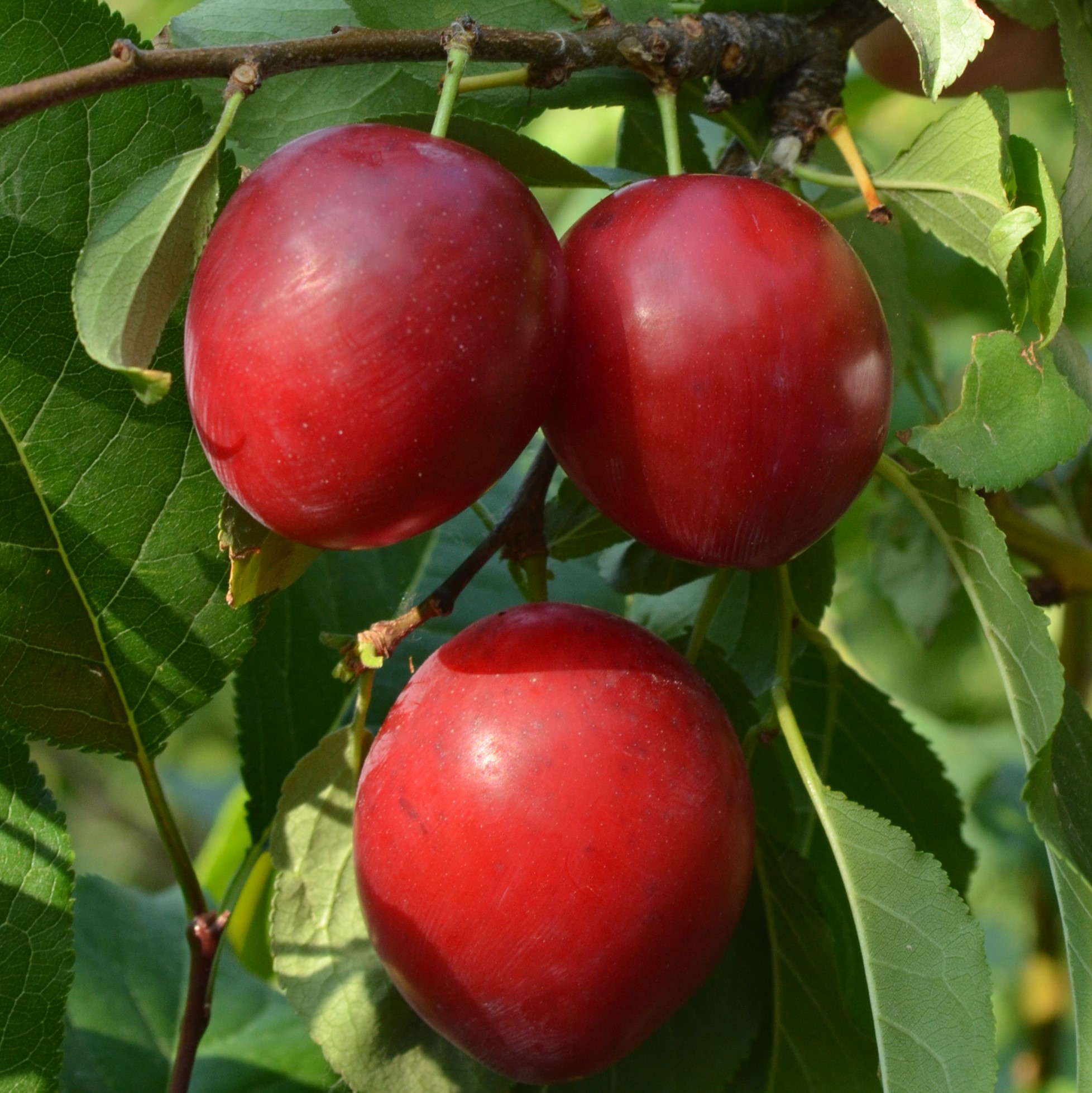 Алыча Кубанская Комета